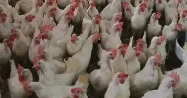 تخفيض 20% على أسعار شحن منتجات الدواجن لدعم الصادرات