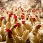 حقيقة حقن الدواجن بالهرمونات في مصر