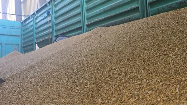 انطلاق موسم توريد القمح المحلي في الوادي الجديد