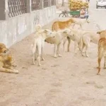 1.4 مليون حالة عقر سنوياً بسبب الكلاب الضالة في مصر