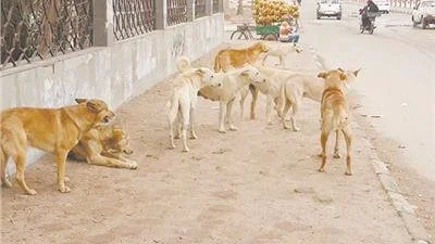 1.4 مليون حالة عقر سنوياً بسبب الكلاب الضالة في مصر