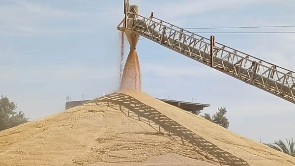 خطة متكاملة لتوريد القمح في أسوان