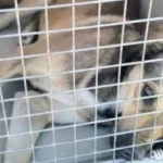 نائبة تطالب بإستراتيجية لمواجهة الكلاب الضالة