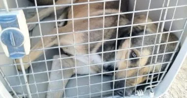 نائبة تطالب بإستراتيجية لمواجهة الكلاب الضالة