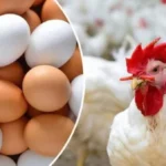 ارتفاع ملحوظ في أسعار الدواجن بالأسواق المصرية