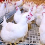 الحقائق حول استخدام هرمونات الدواجن في مصر