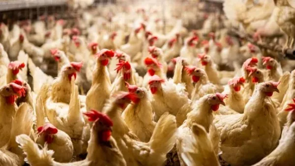 إنتاج 45 مليون بيضة يوميًا في مصر دون هرمونات