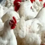 ارتفاع جديد في أسعار الدواجن البيضاء