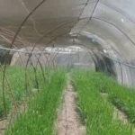 فتح باب التقدم لبرنامج مشروعات زراعية جديدة