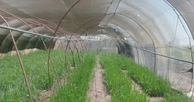 فتح باب التقدم لبرنامج مشروعات زراعية جديدة