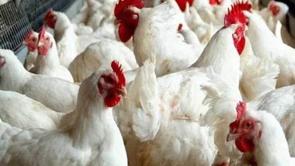 تراجع أسعار الدواجن والبيض في مصر