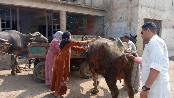 تحصين 65 ألف رأس ماشية ضد الحمى القلاعية في الغربية