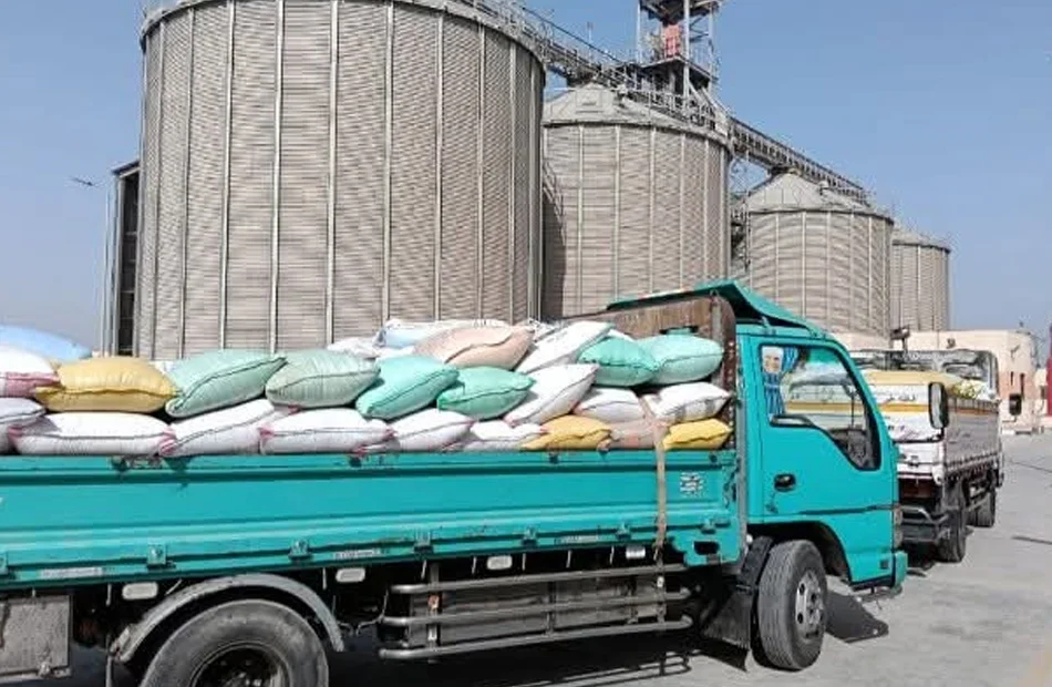 شون البحيرة تستقبل 19 ألف طن قمح منذ بدء التوريد