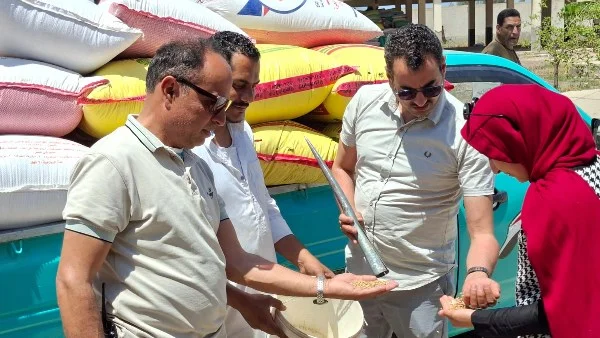 توريد 28 ألف طن قمح في كفر الشيخ