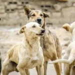 1.4 مليون حالة عقر سنويًا بسبب الكلاب الضالة