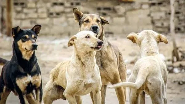 1.4 مليون حالة عقر سنويًا بسبب الكلاب الضالة