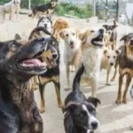 إجراءات ضرورية عند عقر الكلاب للوقاية من السعار