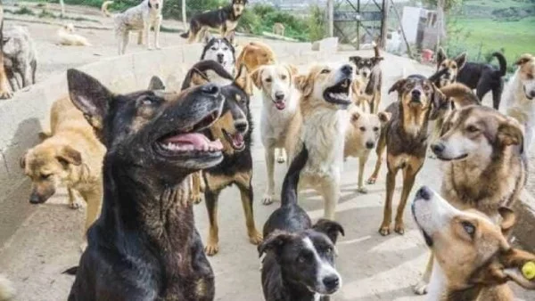 إجراءات ضرورية عند عقر الكلاب للوقاية من السعار