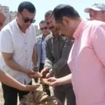 انطلاق حصاد القمح في مدرسة سوهاج الثانوية الزراعية