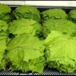 تخزين ورق العنب في المنزل للحفاظ على طزاجته