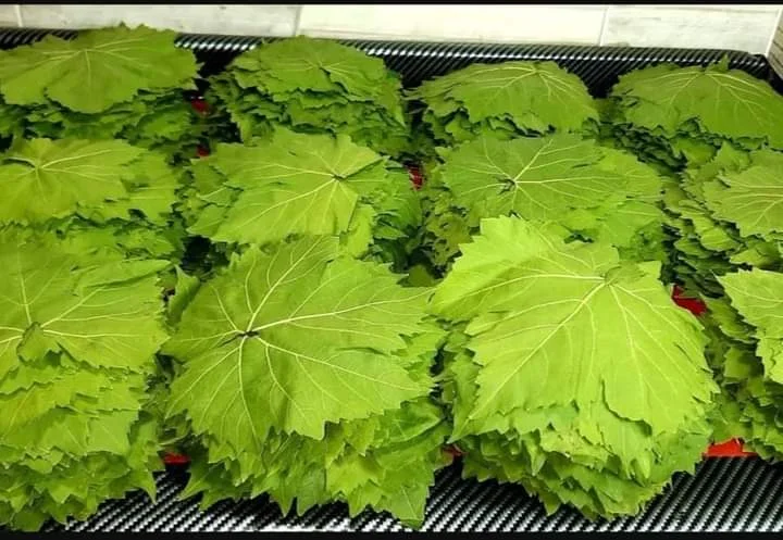 تخزين ورق العنب في المنزل للحفاظ على طزاجته