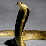 كوبرا ضخمة تبث الذعر في قرية بالسنطة