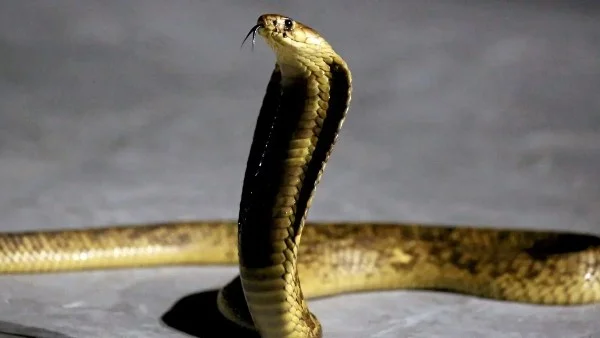 كوبرا ضخمة تبث الذعر في قرية بالسنطة