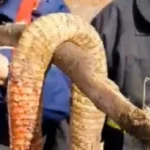 ذعر في الغربية بعد ظهور أفعى كوبرا ضخمة