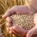 جواز التعاقد على شراء الحبوب الزراعية قبل الحصاد
