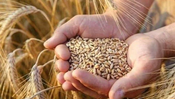 جواز التعاقد على شراء الحبوب الزراعية قبل الحصاد