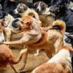 أزمة الكلاب الضالة في مصر تهدد الصحة العامة