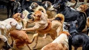 أزمة الكلاب الضالة في مصر تهدد الصحة العامة