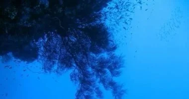 البلاك كورال: مرجان أسود نادر في البحر الأحمر