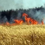 السيطرة على حريقين في محصول القمح بسوهاج