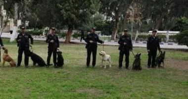 الكلاب البوليسية.. الأبطال الصامتون في مواجهة الجريمة