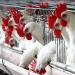 أسعار الدواجن تتأرجح بين الارتفاع والانخفاض