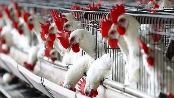 أسعار الدواجن تتأرجح بين الارتفاع والانخفاض
