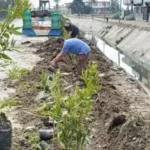 زراعة 2000 شجرة في كفر الشيخ لتعزيز البيئة