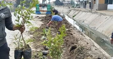 زراعة 2000 شجرة في كفر الشيخ لتعزيز البيئة