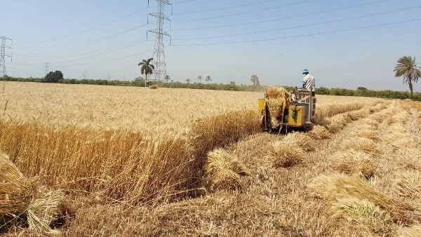 استعدادات حصاد القمح في القليوبية
