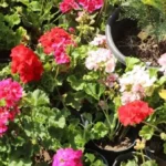 معرض الزهور يستقبل الزوار بفترة إضافية