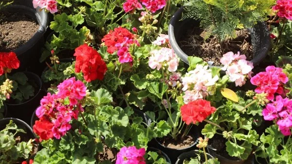 معرض الزهور يستقبل الزوار بفترة إضافية