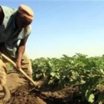 دعم الفلاح يسهم في التوازن بين الإنتاج والاستهلاك