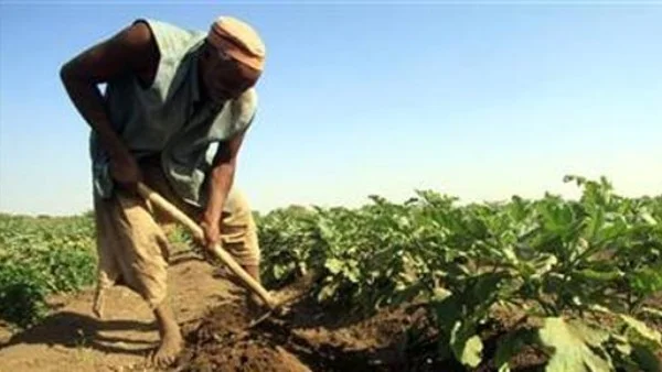 دعم الفلاح يسهم في التوازن بين الإنتاج والاستهلاك