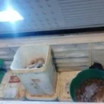 ضبط 350 كجم من الأسماك المملحة غير الصالحة بالإسكندرية