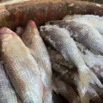 أسعار الفسيخ والرنجة قبل شم النسيم 2026