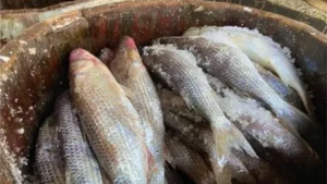 أسعار الفسيخ والرنجة قبل شم النسيم 2026