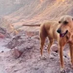 إصابة 10 أشخاص بسبب كلب مسعور في قنا