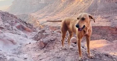 إصابة 10 أشخاص بسبب كلب مسعور في قنا