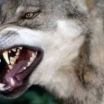 كلب ضال يهاجم 10 أشخاص في قنا